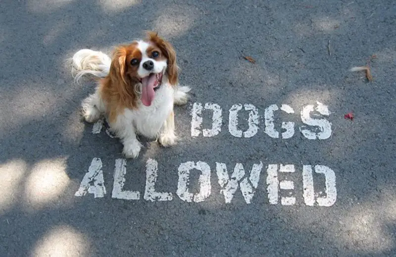 no dogs allowed cute dog